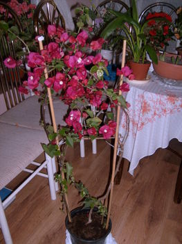 Murvafürtöm ma kaptam a lányoktól Vajda Hunyad várban taptó orchidea kiálításon anyák napjára.