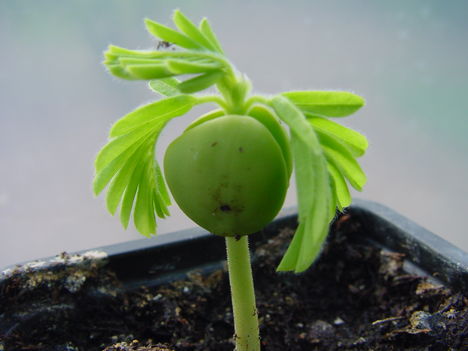 Tamarindus.  1