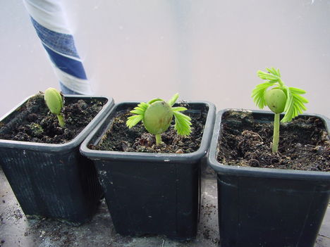 Tamarindus.  2