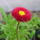 Tavasz_a_kertunkben_2013_aprilis_10-001_1668874_4767_t