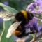 tn_poszmeh a méhek világnapja