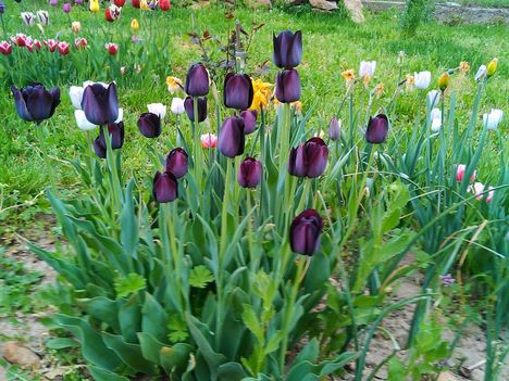 Tulipánkülönlegességek 1