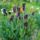 Tulipankulonlegessegek_1-001_1668851_6302_t