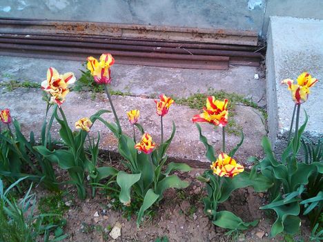 Tulipánkülönlegességek 1
