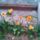 Tulipankulonlegessegek_1-002_1668857_7749_t