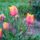 Tulipankulonlegessegek_2_1668843_2300_t