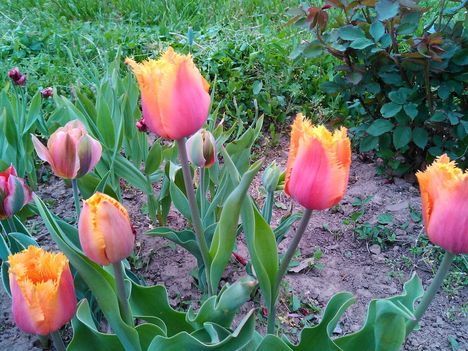 Tulipánkülönlegességek 3