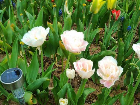 Tulipánkülönlegességek 3