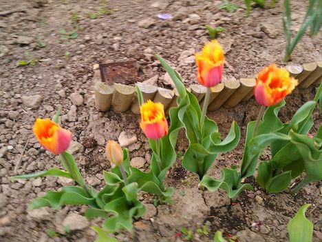 Tulipánkülönlegességek 4