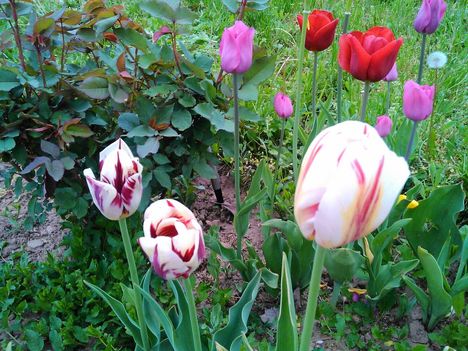 Tulipánkülönlegességek 4