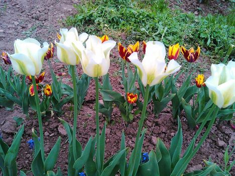 Tulipánkülönlegességek 5