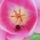2013_aprilis_027_1669147_6698_t