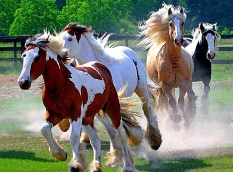 gyönyörű lovak 5