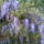 Ilyen_a_lila_akacom_1669391_3239_t