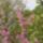 Judasfa_1669051_5968_t