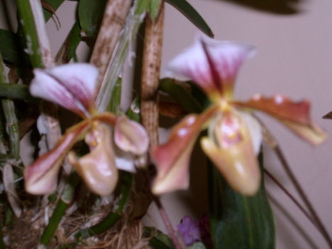 Orchidea a B.pesti kiállításról.