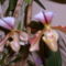 Orchidea a B.pesti kiállításról.