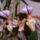 Orchidea_a_bpesti_kiallitasrol_1669179_1779_t