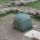 A_zold_koiiramszesz_ajandeka_1066537_4614_t
