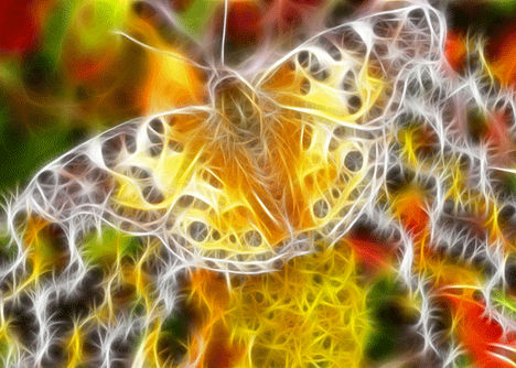 animal-fractal-wallpaper-butterfly