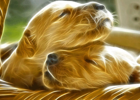 animal-fractal-wallpaper-dog