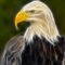 animal-fractal-wallpaper-eagle