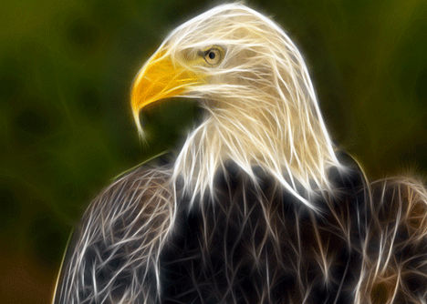animal-fractal-wallpaper-eagle