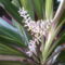 Cordyline kiwi  -bunkóliliom- meglepődve tapasztaltam, hogy virágzik