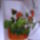 Flamingom_frisitese_1660972_8187_t