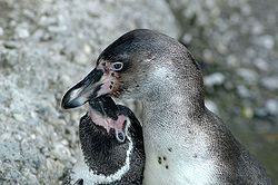 humboldt pingvin 1