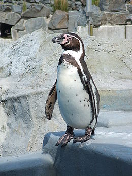 humboldt pingvin 2
