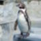humboldt pingvin 2