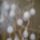 Husvetfa_2011_1066089_1965_t