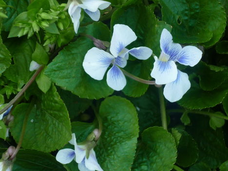 ibolya