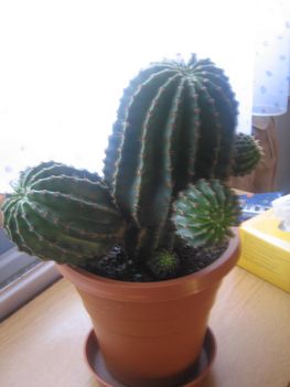  Kaktusz 5 éves de még nemvirágzott.