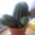 Kaktusz_5_eves_de_meg_nemviragzott_166190_11499_t