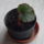 Kiralybegonia_leveldugvanyrol_1606802_7869_t