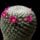 Mammillaria_albilanata_1660902_5448_t