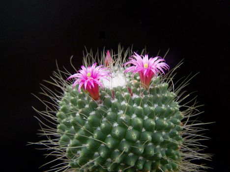  Mammillaria spinosissima cv. pico