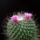 Mammillaria_spinosissima_cv_pico_1660903_1656_t