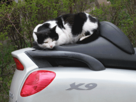 Motorkedvelo macskák