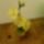 Orchidea_1606488_4076_t