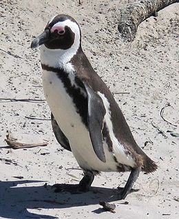 pápaszemes pingvin 1