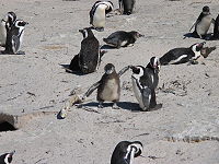 pápaszemes pingvin 2