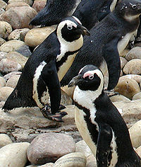 pápaszemes pingvin 3