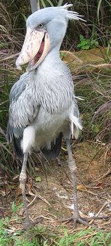 papucscsőrű gólya 1