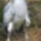 papucscsőrű gólya 1