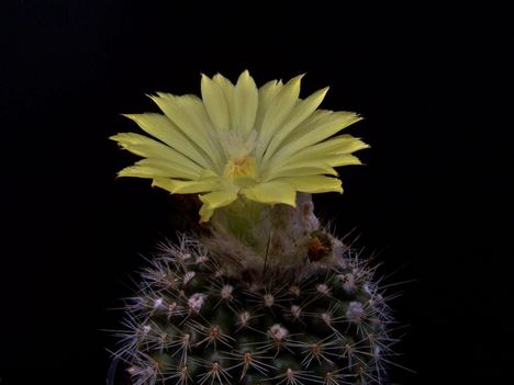  Parodia minima