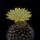 Parodia_minima_1606768_8076_t