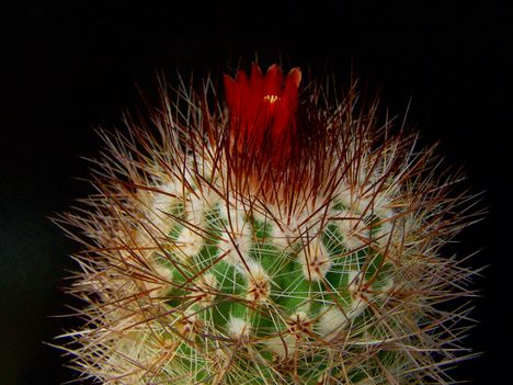  Parodia neostuemeri